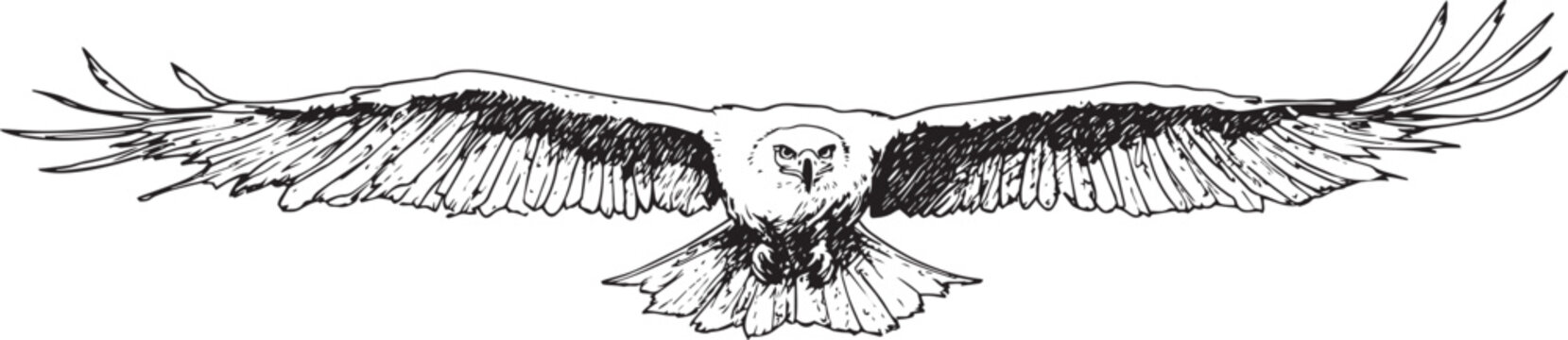 Majestic Bald Eagle Standing Vector Illustration