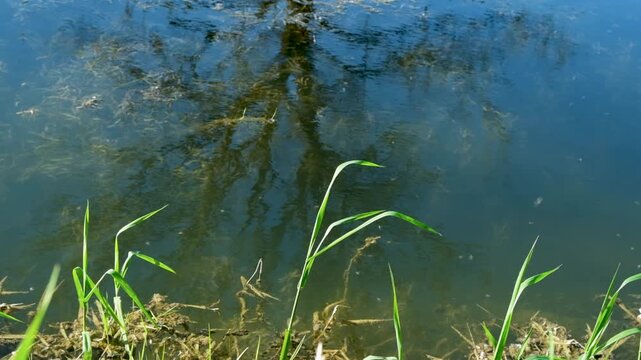 Natural Swarm of Small Midges Flying Over River in Bright Sunlight