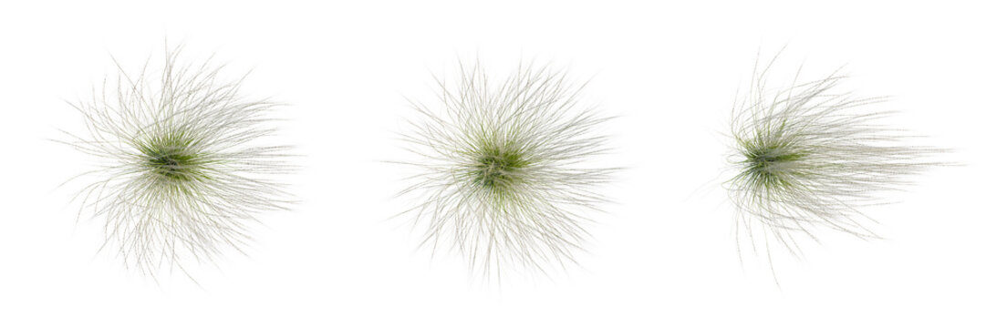Stipa tenuissima tree plan, top view, cutout, transparent background, isolate, Delicate strands of grass, nature's detail, soft focus, close-up, textured, organic, peaceful, serene, green