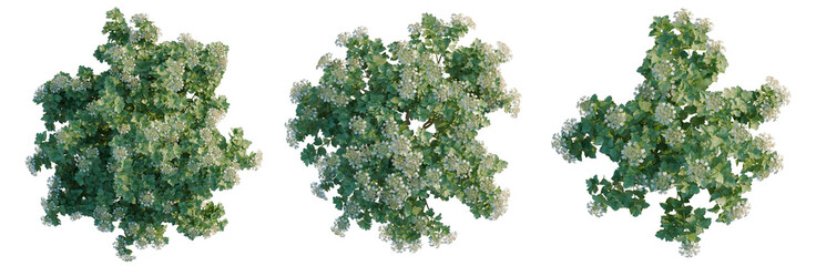 Obraz premium Viburnum opulus tree plan, top view, cutout, transparent background, isolate, Lush Green Leaves and Delicate Flowers, Detailed Botanical Illustration, Natural Beauty, Springtime Serenity