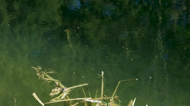 Natural Swarm of Small Midges Flying Over River in Bright Sunlight