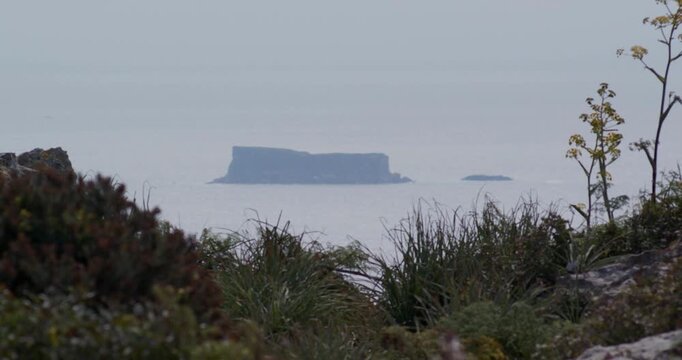 Distant view of Filfla Island in the Mediterranean Sea from Dingli Cliffs, with blurred foreground coastal plants and rocks under a hazy sky.