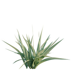 Fototapeta premium Astelia chathamica tree, elevation, front view, cutout, transparent background, isolate, Close-up of lush green ornamental grass, a beautiful and tranquil nature scene.