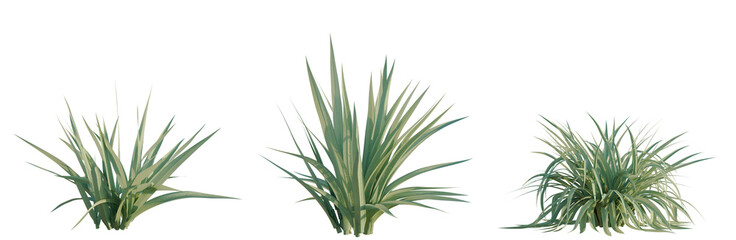 Obraz premium Astelia chathamica tree, elevation, front view, cutout, transparent background, isolate, Elegant Feather Reed Grass Ornamental Plant, Decorative Garden, Natural Landscape, Botanical Illustration