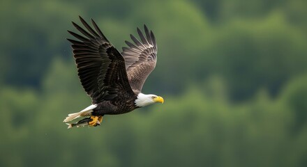 Fototapeta premium Bald eagle in flight with fish over a forest