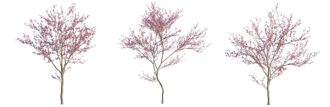 Cercis canadensis tree, elevation, front view, cutout, transparent background, isolate, Blooming cherry tree branches with delicate pink flowers, spring season, floral arrangement, nature