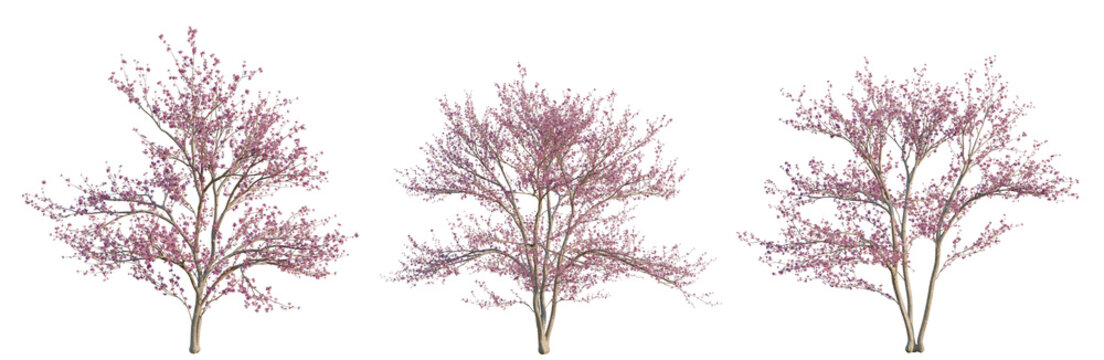 Cercis canadensis tree, elevation, front view, cutout, transparent background, isolate, Delicate pink cherry blossom flowers on a tree branch, springtime nature background