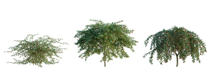 Cotoneaster salicifolius tree, elevation, front view, cutout, transparent background, isolate, Ripe Cherries on Branch, Close-Up, Sweet Fruit, Natural Food, Summer Harvest, Delicious Snack © DH Tree Stock