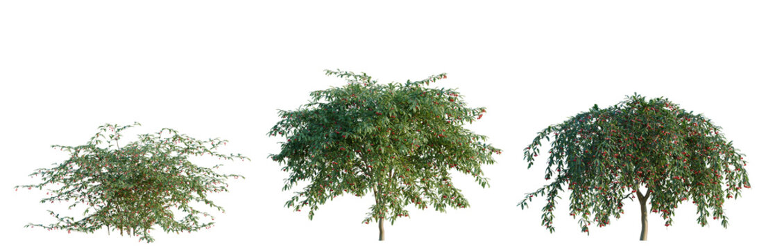Cotoneaster salicifolius tree, elevation, front view, cutout, transparent background, isolate, Ripe Cherries on Branch, Close-Up, Sweet Fruit, Natural Food, Summer Harvest, Delicious Snack