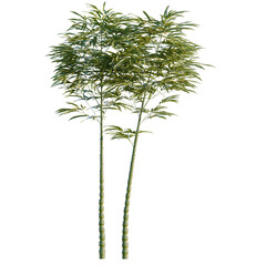 Phyllostachys aurea tree, elevation, front view, cutout, transparent background, isolate, Group of green bamboo stalks, natural texture, perfect for background and design elements. © DH Tree Stock