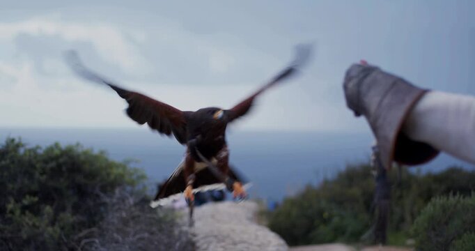 Magnificent Harris Hawk falcon perched on falconer's hand with leather glove and jesses against blurred sky backdrop
