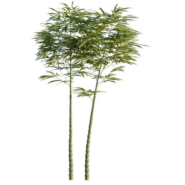 Phyllostachys aurea tree, elevation, front view, cutout, transparent background, isolate, Group of green bamboo stalks, natural texture, perfect for background and design elements.