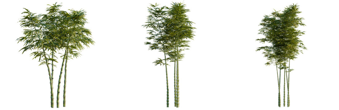 Phyllostachys aurea tree, elevation, front view, cutout, transparent background, isolate, Close-up of vibrant green bamboo stalks forming a natural textured background with a peaceful vibe.