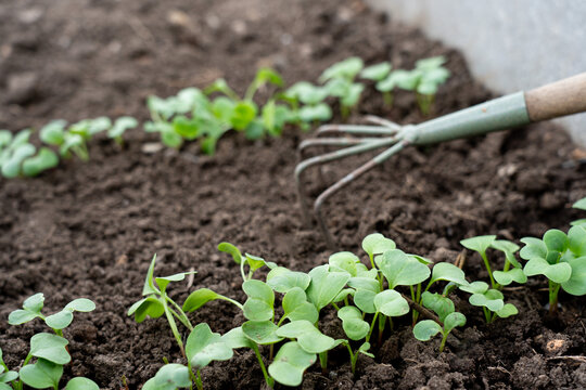 Nurturing Young Seedlings: A Close-Up of Freshly Sprouted Plants in Healthy Soil, with a Gardening Tool Ready to Cultivate Growth