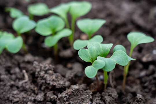 Vibrant Green Seedlings Emerging from Rich Dark Soil, Symbolizing New Growth and the Promise of Nature's Renewal in a Healthy Ecosystem