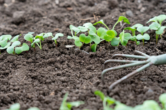 Nurturing Growth: A Close-Up View of Young Seedlings Emerging from Rich Soil in a Garden, Highlighting the Beauty of Nature's Cycle and Cultivation Techniques