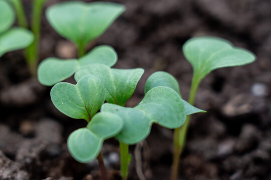 Young Seedlings Emerging from Rich Soil, Showcasing the Beauty of New Growth in a Garden Setting, Symbolizing Hope and Renewal for Life