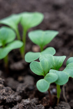 Fresh Green Seedlings Emerging from Rich Dark Soil, Representing Growth and New Beginnings in Gardening and Agriculture