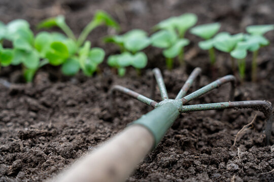 A Close-Up of a Garden Rake Positioned Amongst Young Seedlings Emerging from Rich, Dark Soil, Signifying the Start of a New Planting Season