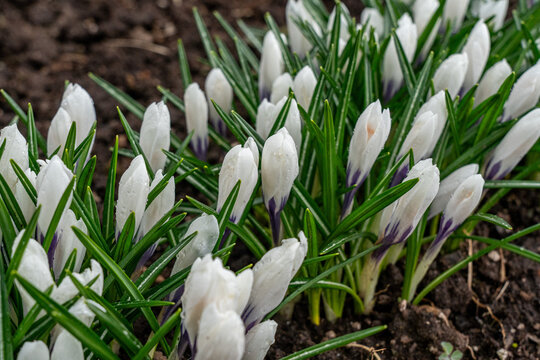 A Beautiful Display of White Crocus Flowers Emerging From Rich Dark Soil, Showcasing Their Delicate Petals and Vibrant Green Leaves in Early Spring