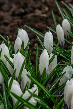 A Close-Up View of Delicate White Crocus Flowers Emerging with Dew on Lush Green Leaves, Signifying the Arrival of Spring
