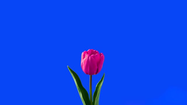 A clean 3D rendering of a vibrant pink tulip with green leaves and a long stem, isolated against a solid blue backdrop. Perfect for Spring marketing campaigns, Mother's Day promos, floral shop adverti