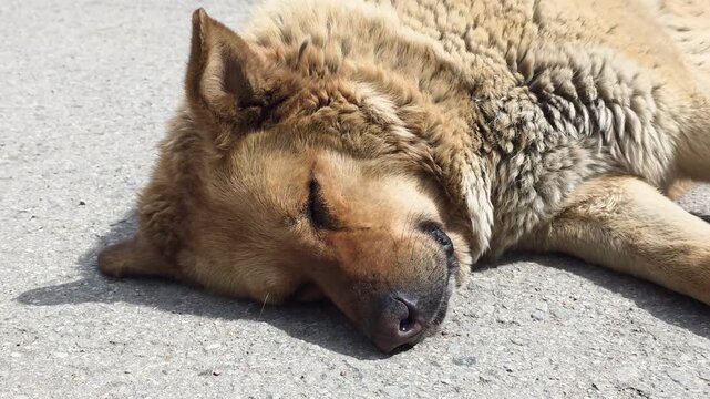 Intimate Image Of Sleeping Dog. Close Portrait Emphasizing Canine Features And Textures. Serene Dog Resting On Asphalt Captured With Textured Details And Natural Lighting