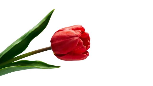 A minimalist 3D animation featuring a fresh red tulip flower with realistic green leaves over a seamless white background. Excellent for commercial branding, botanical illustrations, cosmetic advertis