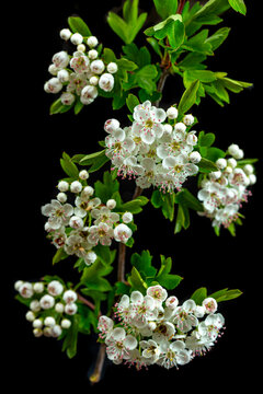 Blossoms on a Branch in Spring Season