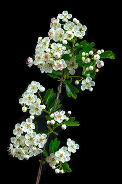 White Flowers on Branch With Dark Background