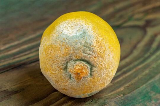 Moldy Lemon on Wooden Surface in Kitchen Setting