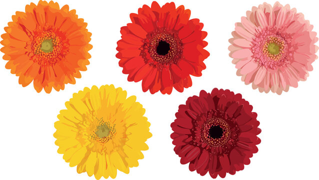 Vibrant Gerbera Daisy Flower Collection with Orange Red Yellow and Pink Blooms for Floral Design Spring Decoration Vector Illustration Set