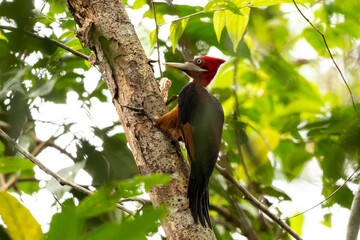 red billed hornbill © andre_zumak