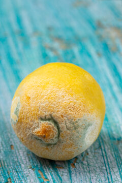 Lemon on a Blue Wooden Surface With Mold