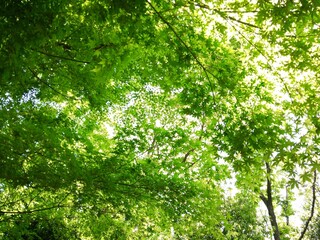 Fototapeta premium Fresh green Japanese maple leaves in spring sunlight