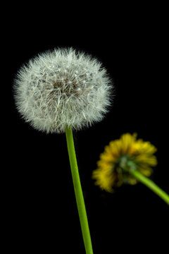 Dandelion and Yellow Flower Growth in Dark Setting