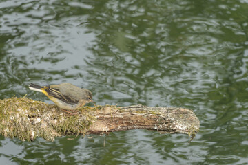 Fototapeta premium Grey wagtail Motacilla Cinerea fledgling perched on a branch over the River Avon Salisbury Wiltshire