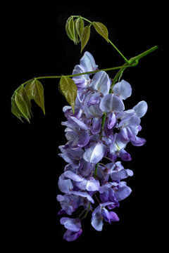 Wisteria Flowers Hang From a Green Stem