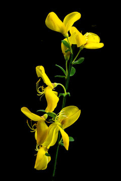 Yellow Flowers Growing on a Stem in Dark Space