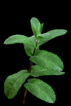 Fresh Mint Leaves on a Black Background