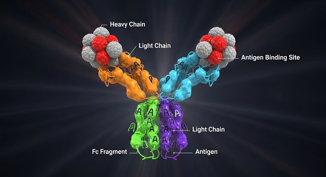 Detailed 3D Illustration of Antibody Structure Highlighting Key Components and Labels
