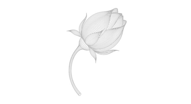 Single rosebud on a stem.