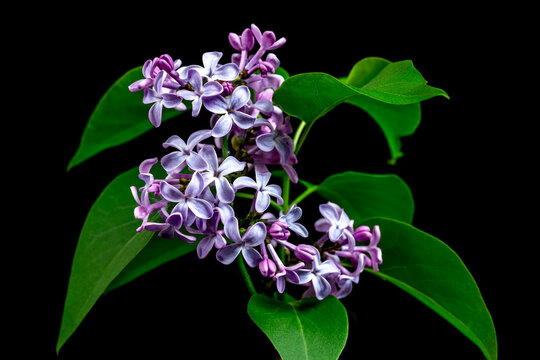 Lilac Flowers Stand out Against a Black Background