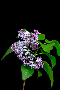 Lilac Flowers Bloom on a Plant Branch