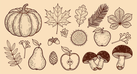 Hand drawn vintage autumn harvest collection with pumpkin maple leaves acorns mushrooms and forest seasonal elements set flat vector illustration © Kanon Islam