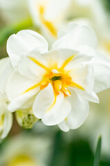 Fototapeta premium 白いスイセンの花