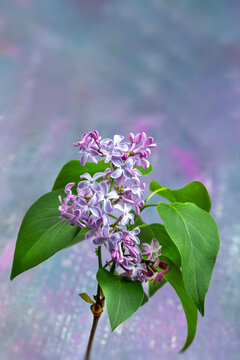 Lilac Flowers With Leaves on a Colored Background