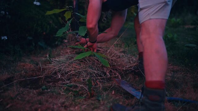 A Person is Tending to a Young Plant, Adding Mulch Around its Base in a Garden - Close Up