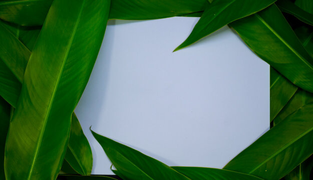 White paper on green leave background with center free space for montage text or product