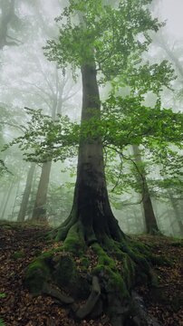 Majestic tall beech tree towering over the flowing water of a little stream in foggy atmosphere in a forest